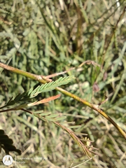 Aeschynomene montevidensis