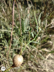Aeschynomene montevidensis