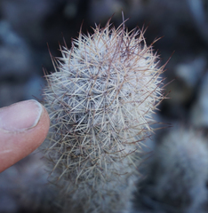Mammillaria pottsii