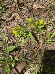 Polygala nana
