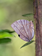 Amathuxidia amythaon