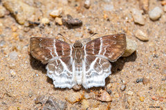 Odontoptilum pygela