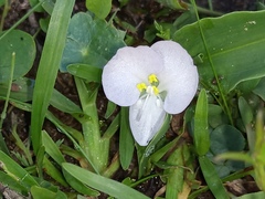Commelina platyphylla