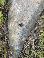 Lycaena phlaeas daimio