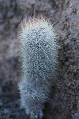 Mammillaria pottsii