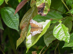 Tanaecia iapis