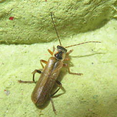 Cantharis decipiens