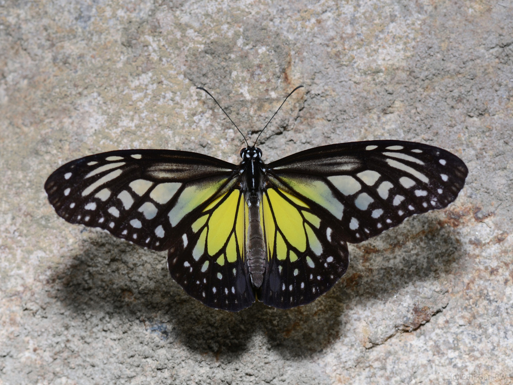Yellow Glassy Tiger