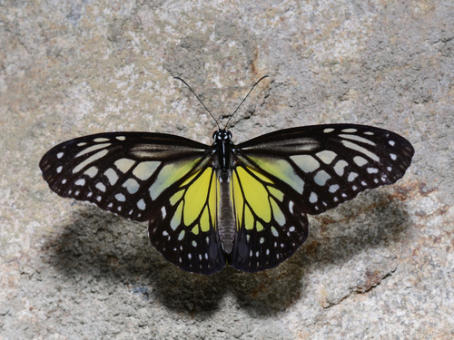 Yellow Glassy Tiger