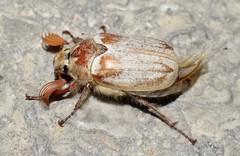 Melolontha albida