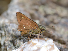 Pithauria marsena