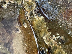 Anthopleura dixoniana