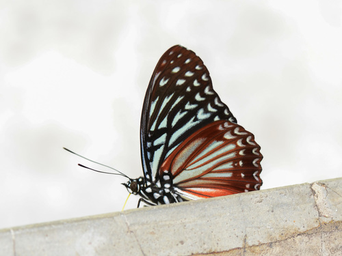 Malayan Circe