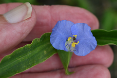 Commelina ensifolia