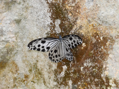 Ideopsis gaura