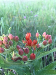 Asclepias tuberosa interior
