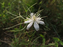 Clematis hexapetala