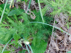 Asparagus tenuifolius