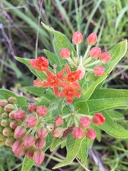 Asclepias tuberosa interior