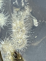 Anthopleura dixoniana
