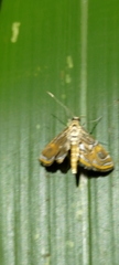 Paracymoriza cataclystalis