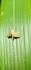 Paracymoriza cataclystalis