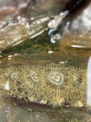 Anthopleura dixoniana
