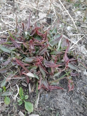 Rumex pseudonatronatus