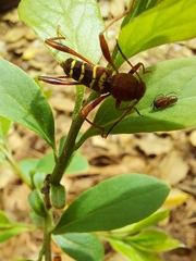 Neoclytus acuminatus