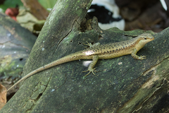 Trachylepis wrightii