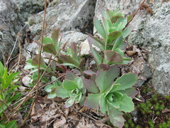 Hylotelephium telephioides