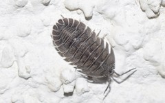 Armadillidium peraccae