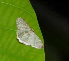 Lophophleps triangularis