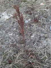 Rumex pseudonatronatus
