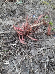 Rumex pseudonatronatus