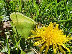 Gonepteryx rhamni