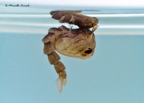 Asian Tiger Mosquito