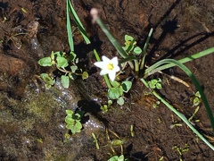 Zephyranthes minima