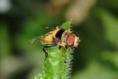 Palpada pusilla