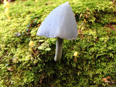 Entoloma hochstetteri