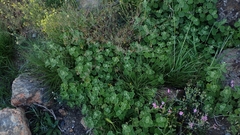 Pseudodictamnus hirsutus