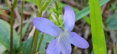 Viola lactea