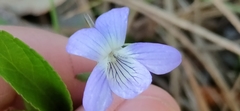 Viola lactea
