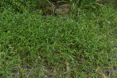 Commelina ensifolia