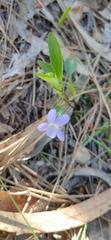 Viola lactea