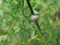 Cathaica richthofeni