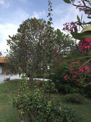Plumeria rubra