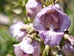 Angelonia integerrima