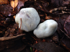 Clavogaster virescens