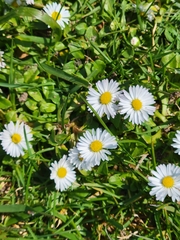 Bellis perennis